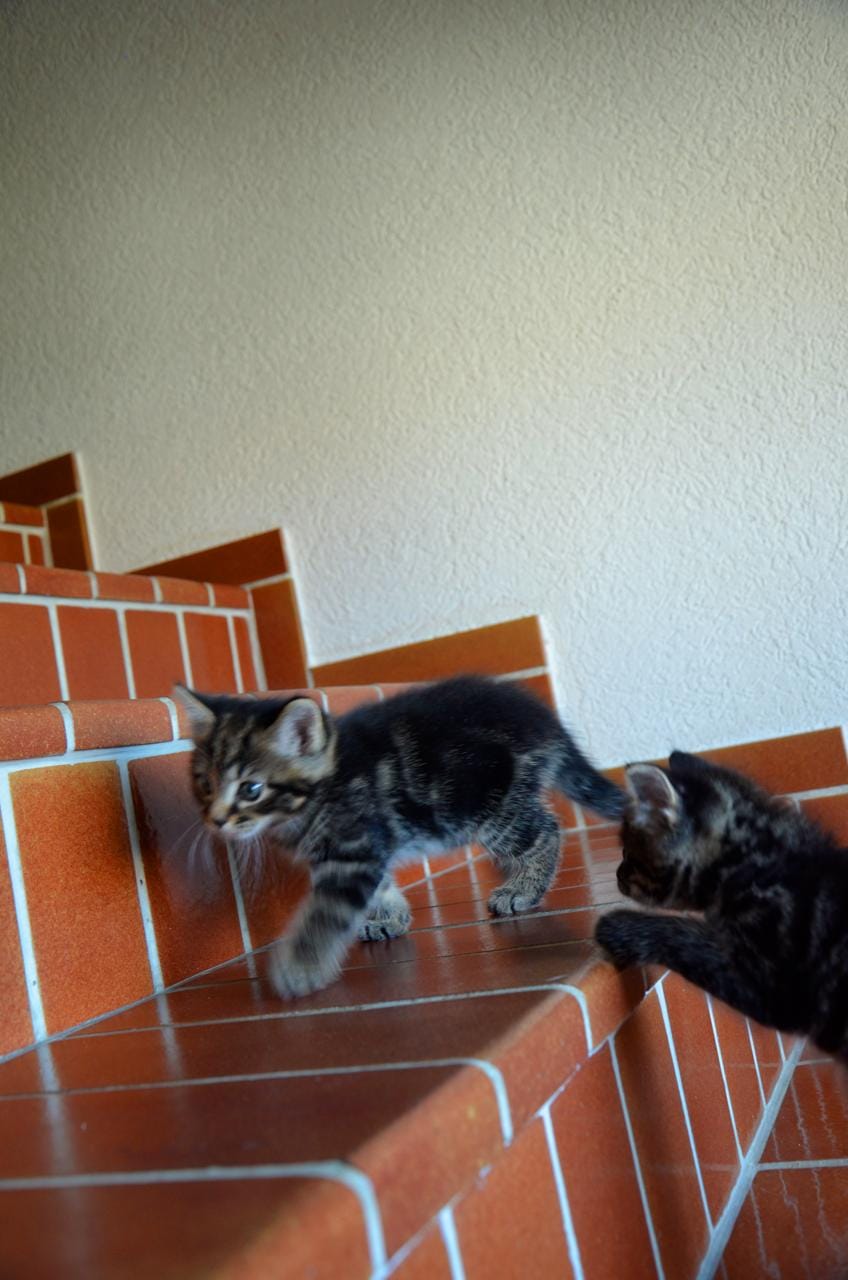 Katze1 Katze1