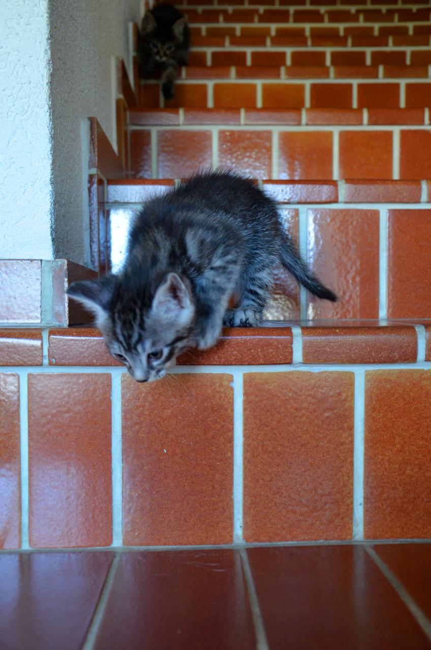 Katze2 Katze2