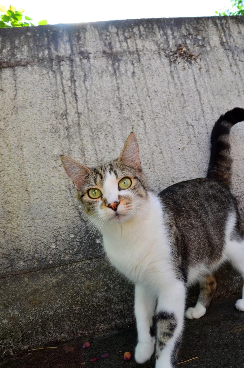 Katze3 Katze3