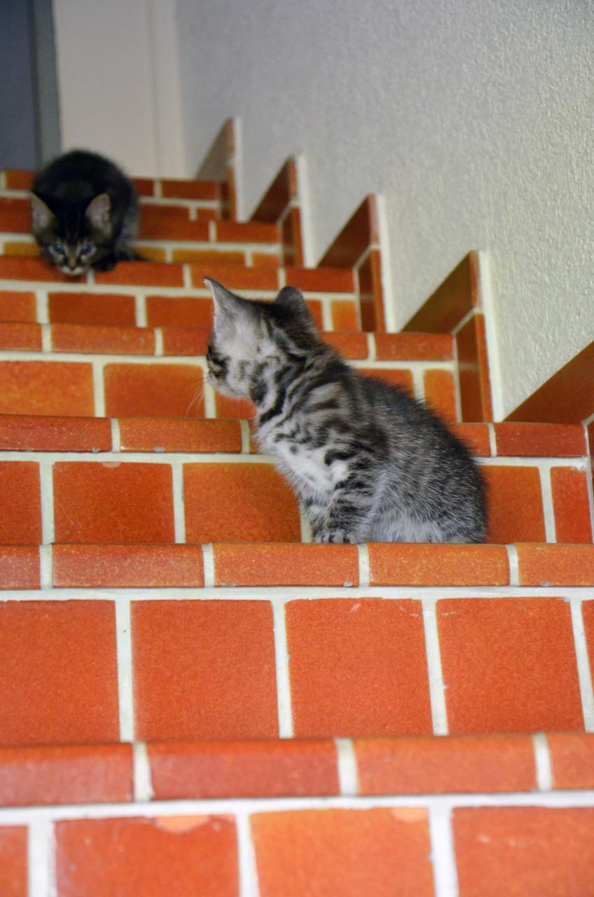 Katze4 Katze4