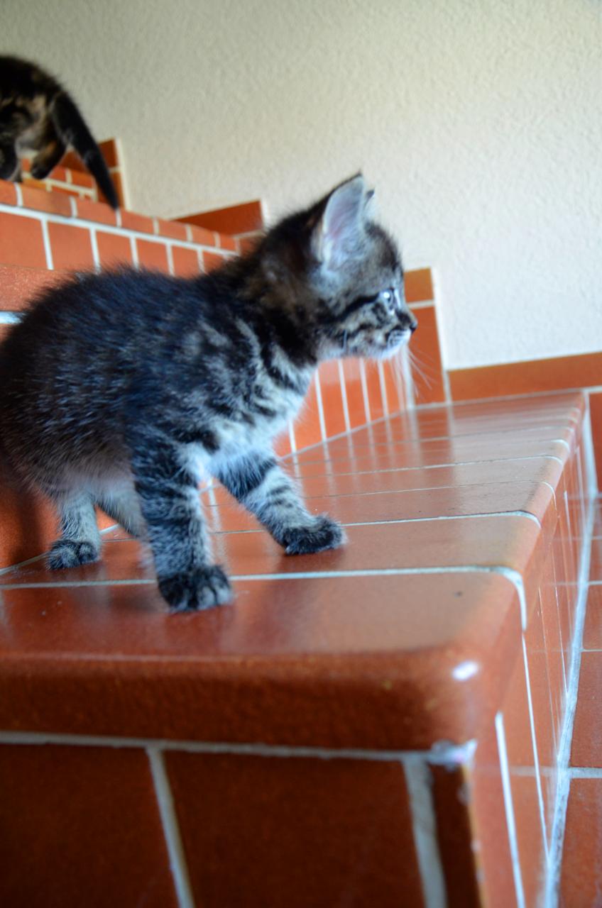 Katze5 Katze5