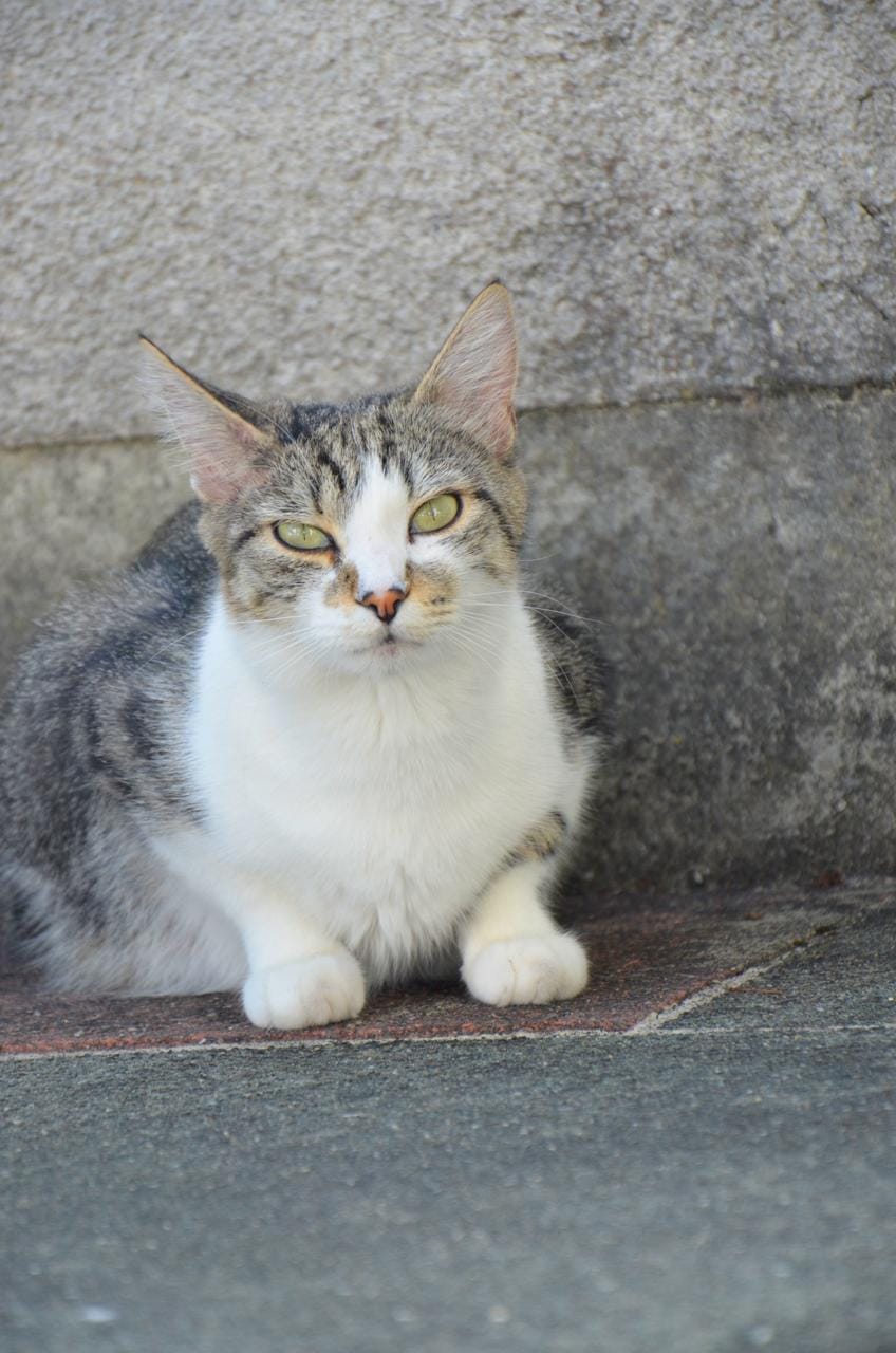 Katze6 Katze6